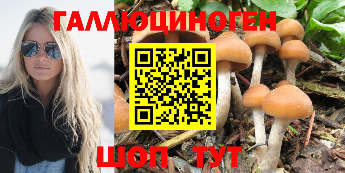 Галлюциногенные грибы прущие грибы  Вход с VPN  Зима  Псилоцибиновые грибы Psilocybine cubensis 